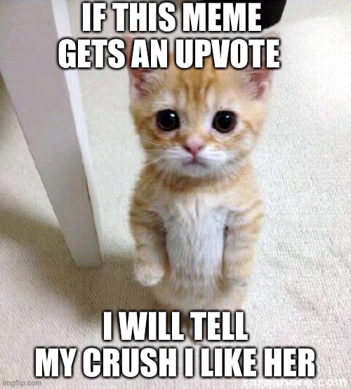 My crush | IF THIS MEME GETS AN UPVOTE; I WILL TELL MY CRUSH I LIKE HER | image tagged in memes,cute cat | made w/ Imgflip meme maker