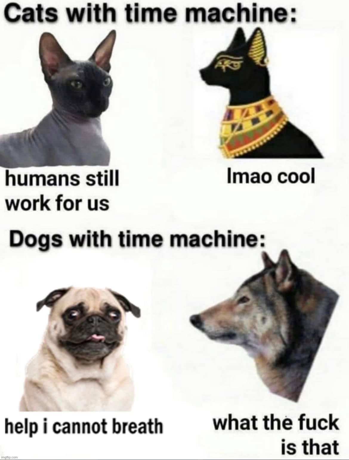 Cats vs. dogs time machine | image tagged in cats vs dogs time machine | made w/ Imgflip meme maker