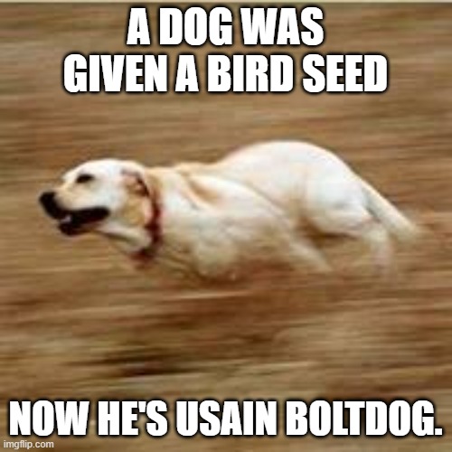 Speedy doggo | A DOG WAS GIVEN A BIRD SEED NOW HE'S USAIN BOLTDOG. | image tagged in speedy doggo | made w/ Imgflip meme maker