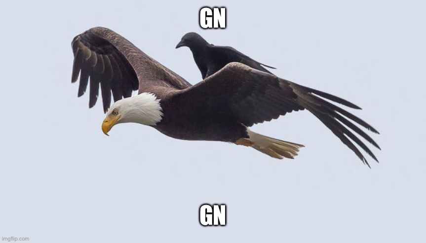 Crow Bum Ride | GN; GN | image tagged in crow bum ride | made w/ Imgflip meme maker