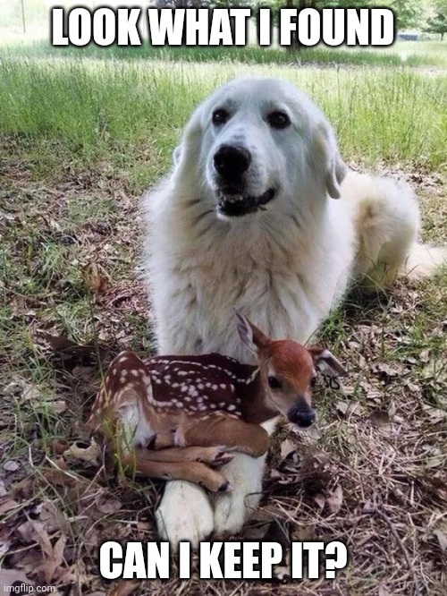 DOG HAS A LITTLE BUDDY | LOOK WHAT I FOUND; CAN I KEEP IT? | image tagged in dogs,funny dogs,deer | made w/ Imgflip meme maker