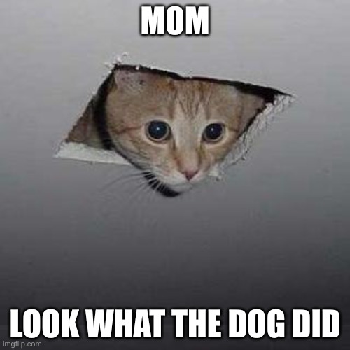 Ceiling Cat | MOM; LOOK WHAT THE DOG DID | image tagged in memes,ceiling cat | made w/ Imgflip meme maker