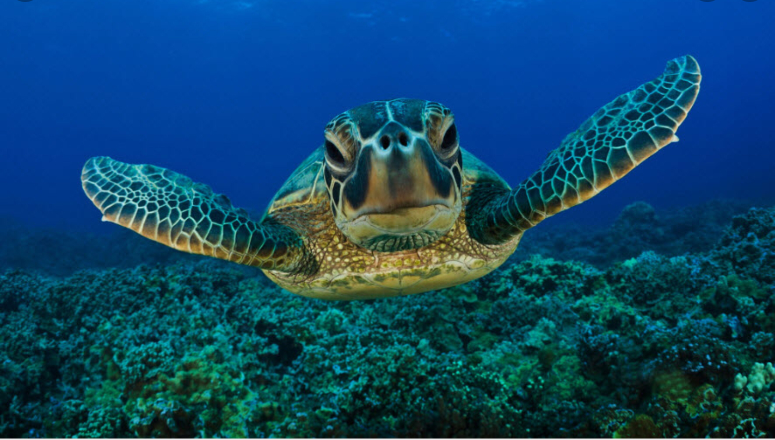 Sea turtles Blank Meme Template
