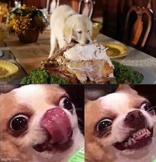 Dog turkey | image tagged in hungry dog,turkey,memes,meme,dogs,dog | made w/ Imgflip meme maker