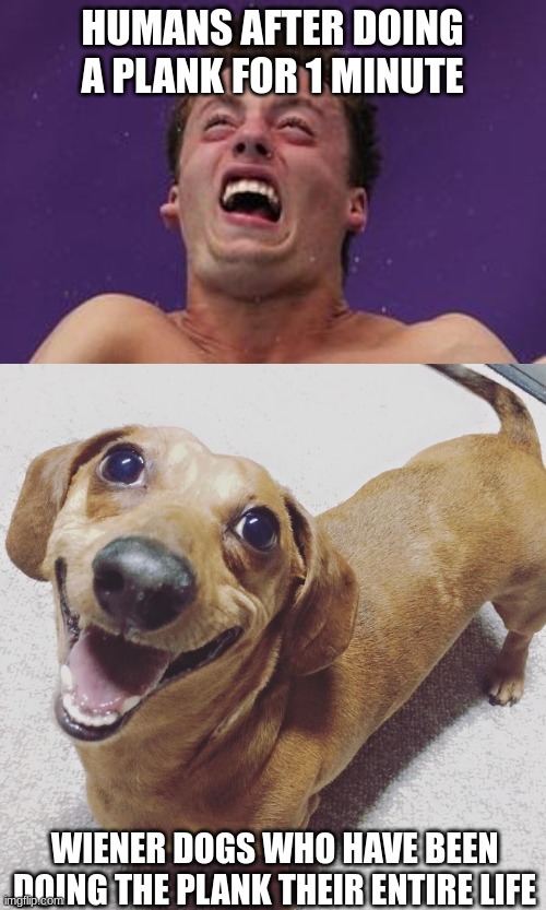 HUMANS AFTER DOING A PLANK FOR 1 MINUTE; WIENER DOGS WHO HAVE BEEN DOING THE PLANK THEIR ENTIRE LIFE | image tagged in man in pain,memes,planking,dachshund,weak | made w/ Imgflip meme maker