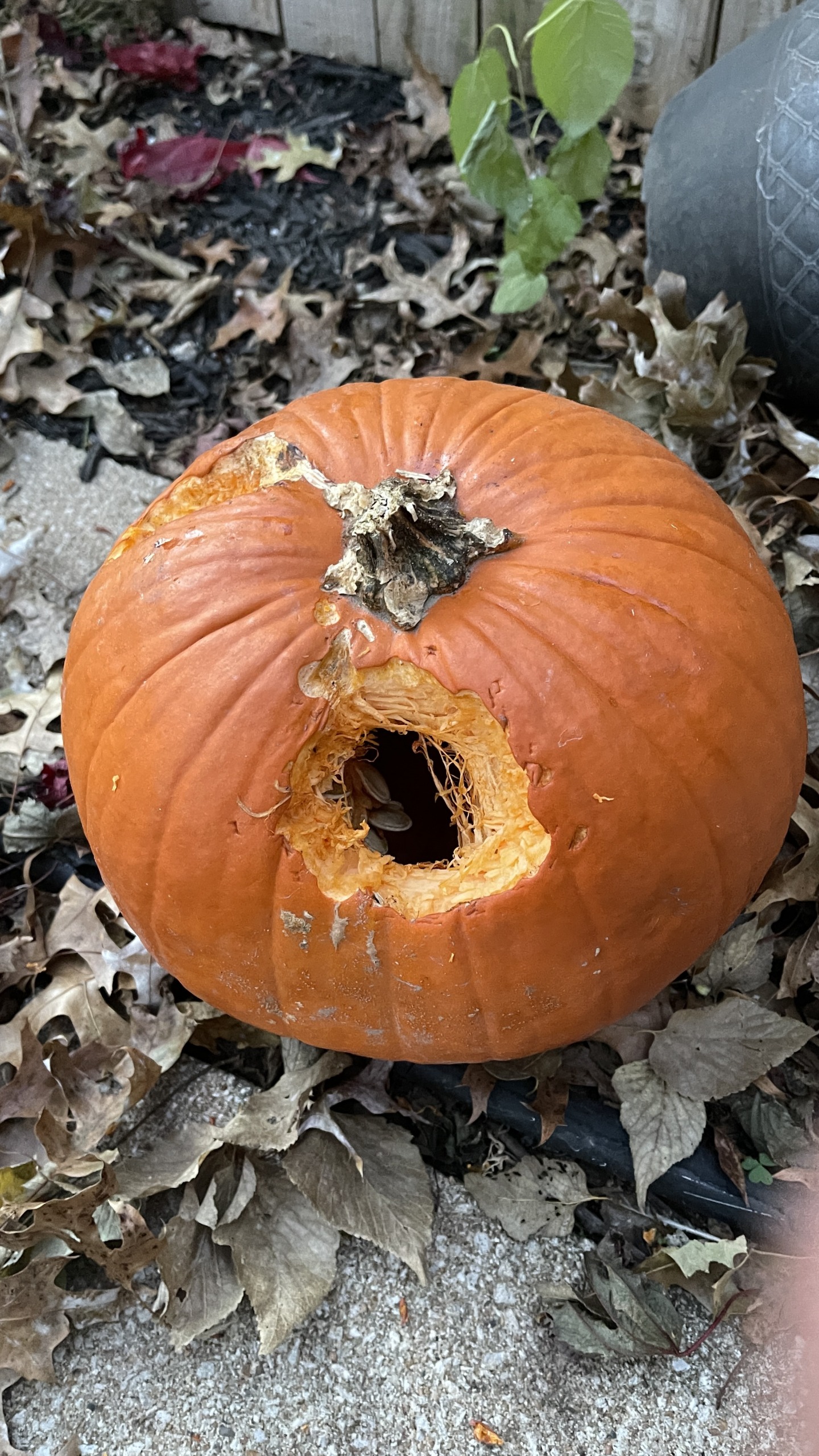 Pumpkin Blank Meme Template