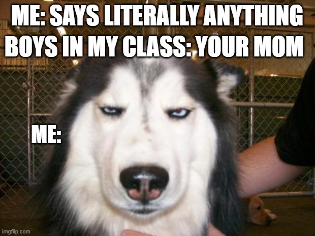 Annoyed Dog |  BOYS IN MY CLASS: YOUR MOM; ME: SAYS LITERALLY ANYTHING; ME: | image tagged in annoyed dog | made w/ Imgflip meme maker