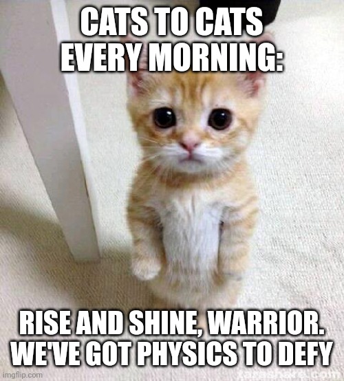 Defy galore | CATS TO CATS EVERY MORNING:; RISE AND SHINE, WARRIOR. WE'VE GOT PHYSICS TO DEFY | image tagged in memes,cute cat | made w/ Imgflip meme maker