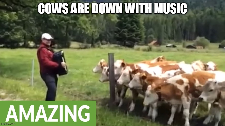 COWS ARE DOWN WITH MUSIC | made w/ Imgflip meme maker