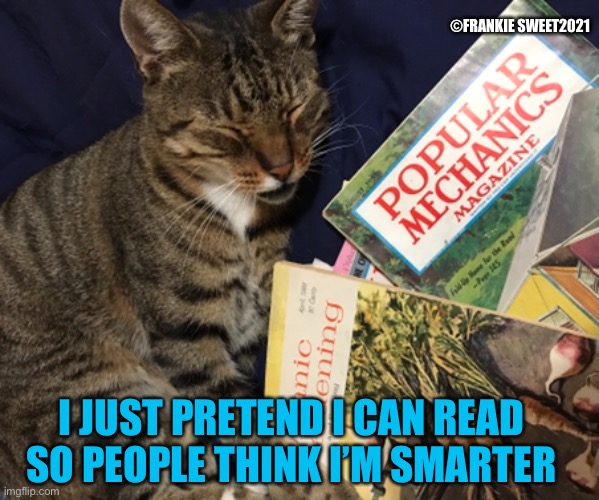I just pretend I can read | ©FRANKIE SWEET2021; I JUST PRETEND I CAN READ SO PEOPLE THINK I’M SMARTER | image tagged in read,smart,cat,pets,animals,tabby | made w/ Imgflip meme maker