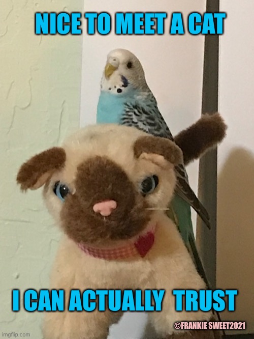 Nice to meet a cat I can actually trust | NICE TO MEET A CAT; I CAN ACTUALLY  TRUST; ©FRANKIE SWEET2021 | image tagged in cat,trust,bird,friendship,pets,animals | made w/ Imgflip meme maker