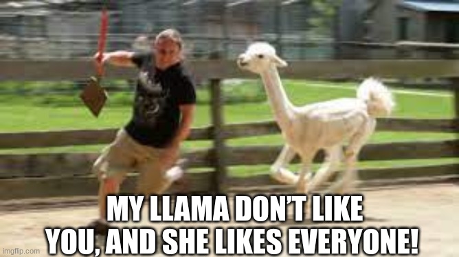 I laughed to hard when I thought up this meme | MY LLAMA DON’T LIKE YOU, AND SHE LIKES EVERYONE! | image tagged in llama | made w/ Imgflip meme maker