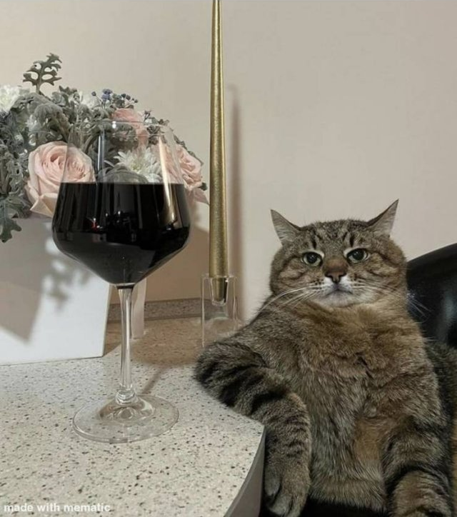 Cat with Wine Blank Meme Template