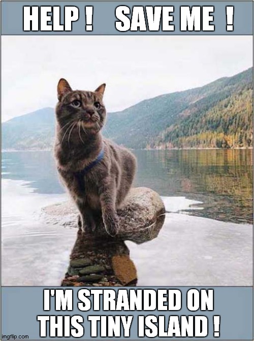 A Cat Marooned ! | HELP !    SAVE ME  ! I'M STRANDED ON THIS TINY ISLAND ! | image tagged in cats,marooned,save me | made w/ Imgflip meme maker