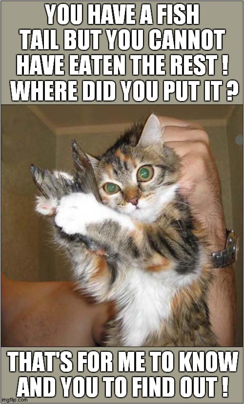 Can You Smell Something Fishy ? | YOU HAVE A FISH TAIL BUT YOU CANNOT HAVE EATEN THE REST ! WHERE DID YOU PUT IT ? THAT'S FOR ME TO KNOW
AND YOU TO FIND OUT ! | image tagged in cats,smell,fishy | made w/ Imgflip meme maker