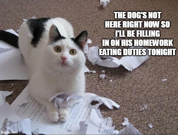 A New Excuse Planned for Students | THE DOG'S NOT HERE RIGHT NOW SO I'LL BE FILLING IN ON HIS HOMEWORK EATING DUTIES TONIGHT | image tagged in meme,cat,cats,memes,humor | made w/ Imgflip meme maker