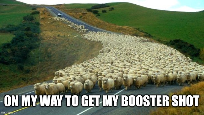 Too many sheep | ON MY WAY TO GET MY BOOSTER SHOT | image tagged in sheep,covid-19,vaccine | made w/ Imgflip meme maker