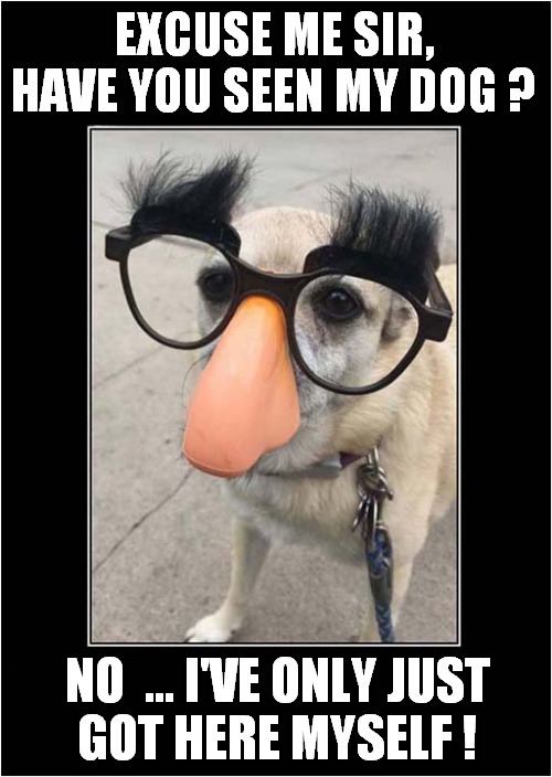 A Doggy Disguise ! | EXCUSE ME SIR, HAVE YOU SEEN MY DOG ? NO  ... I'VE ONLY JUST
GOT HERE MYSELF ! | image tagged in dogs,denial,disguise | made w/ Imgflip meme maker