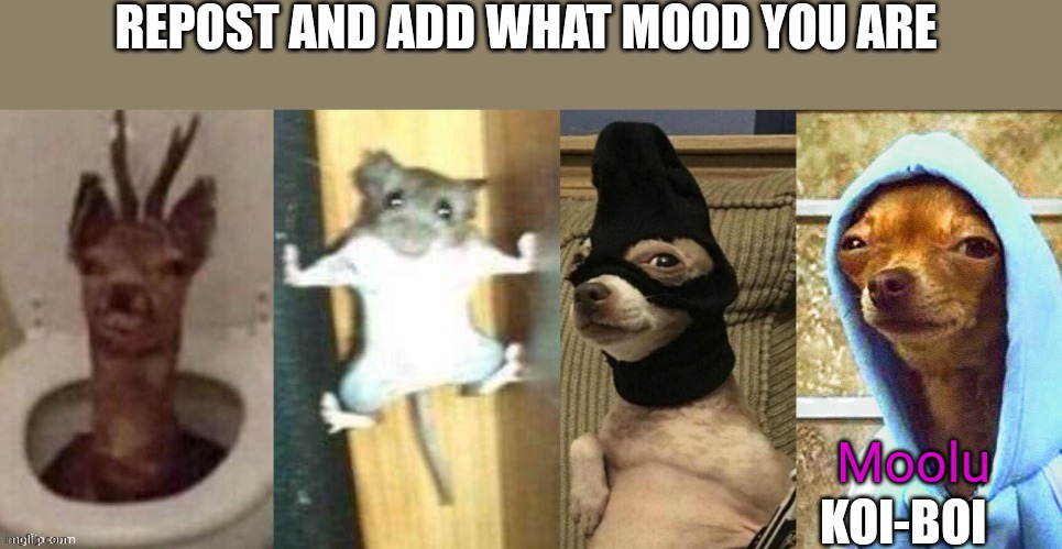 Aw hell ye HOODIE CHIWAW | Moolu | made w/ Imgflip meme maker