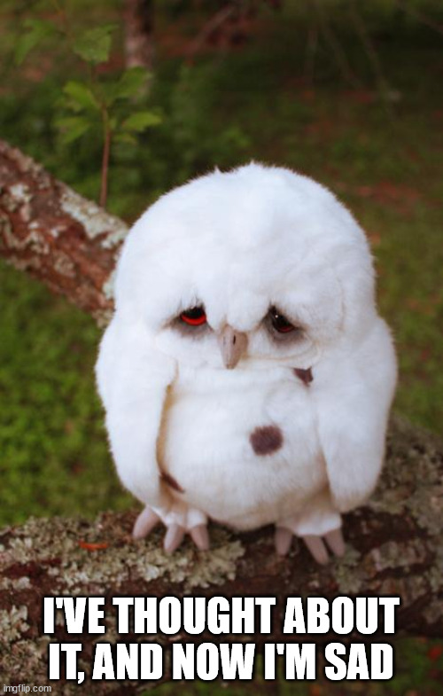 sad owl | I'VE THOUGHT ABOUT IT, AND NOW I'M SAD | image tagged in sad owl | made w/ Imgflip meme maker
