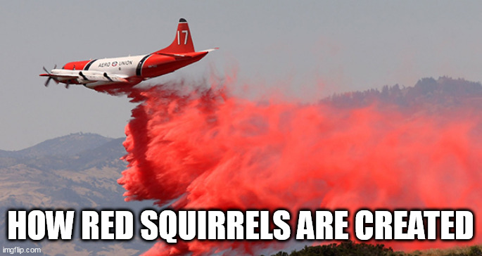 Red | HOW RED SQUIRRELS ARE CREATED | image tagged in red | made w/ Imgflip meme maker