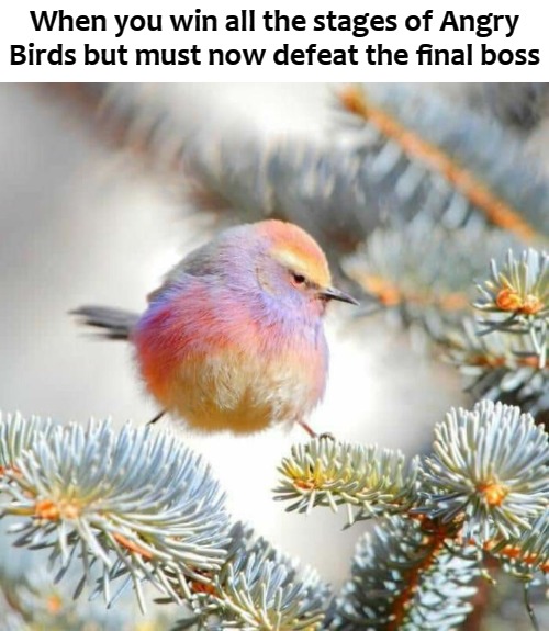 When you win all the stages of Angry Birds but must now defeat the final boss | image tagged in angry birds | made w/ Imgflip meme maker