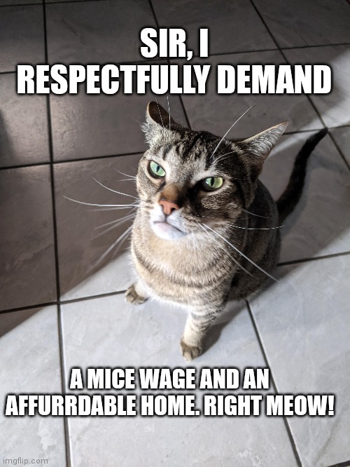 Cat demands | SIR, I RESPECTFULLY DEMAND; A MICE WAGE AND AN AFFURRDABLE HOME. RIGHT MEOW! | image tagged in cats | made w/ Imgflip meme maker