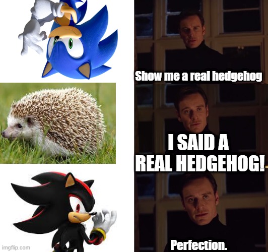 perfection | Show me a real hedgehog; I SAID A  REAL HEDGEHOG! Perfection. | image tagged in perfection | made w/ Imgflip meme maker