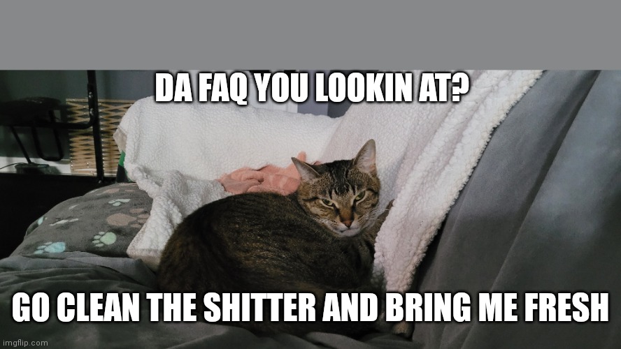 Angry cat | DA FAQ YOU LOOKIN AT? GO CLEAN THE SHITTER AND BRING ME FRESH | image tagged in funny cats | made w/ Imgflip meme maker