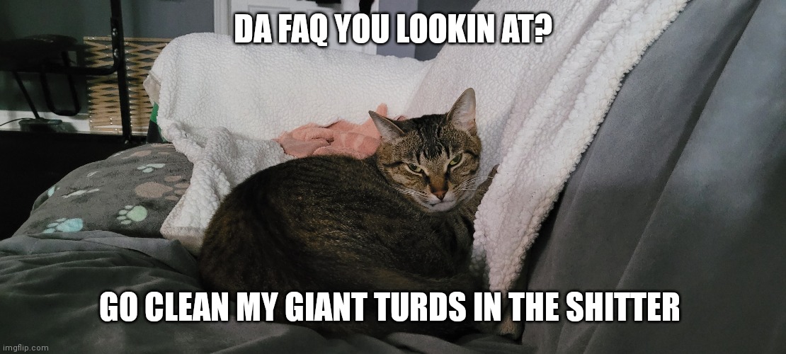 Clean poop | DA FAQ YOU LOOKIN AT? GO CLEAN MY GIANT TURDS IN THE SHITTER | image tagged in cats | made w/ Imgflip meme maker