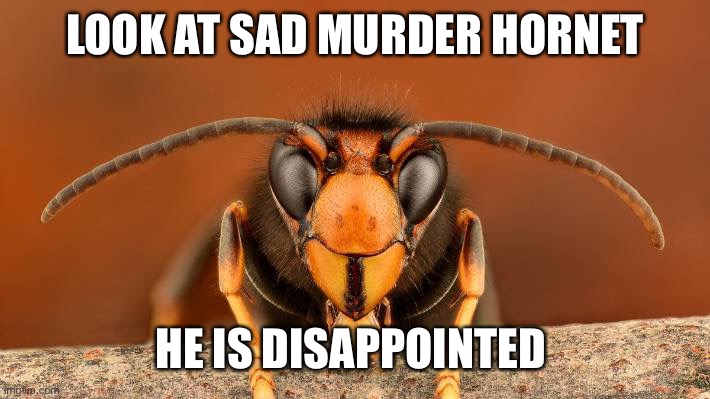Murder Hornet | LOOK AT SAD MURDER HORNET HE IS DISAPPOINTED | image tagged in murder hornet | made w/ Imgflip meme maker
