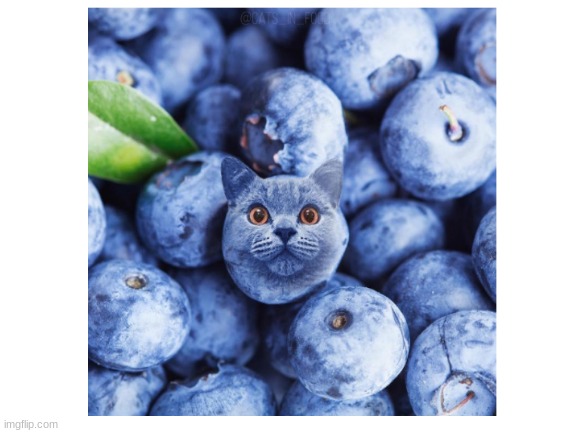 cat-berry | image tagged in cute,photoshop | made w/ Imgflip meme maker