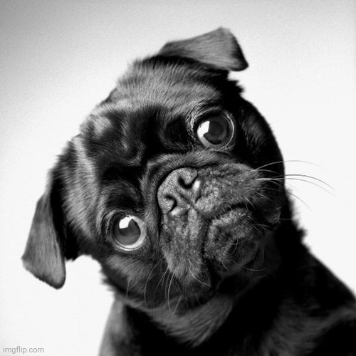 pug-head-tilt | image tagged in pug-head-tilt | made w/ Imgflip meme maker