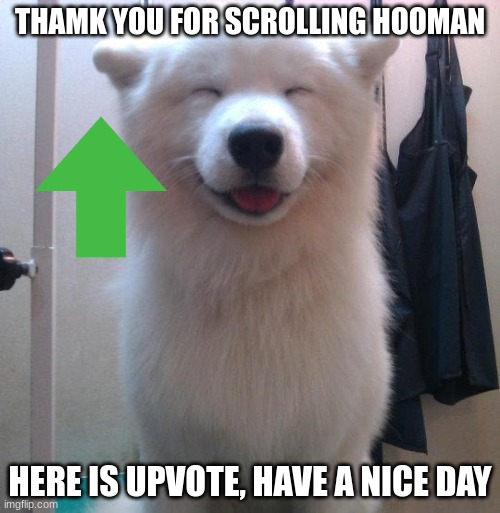 happy doggo |  THAMK YOU FOR SCROLLING HOOMAN; HERE IS UPVOTE, HAVE A NICE DAY | image tagged in memes,wholesome,doggo | made w/ Imgflip meme maker