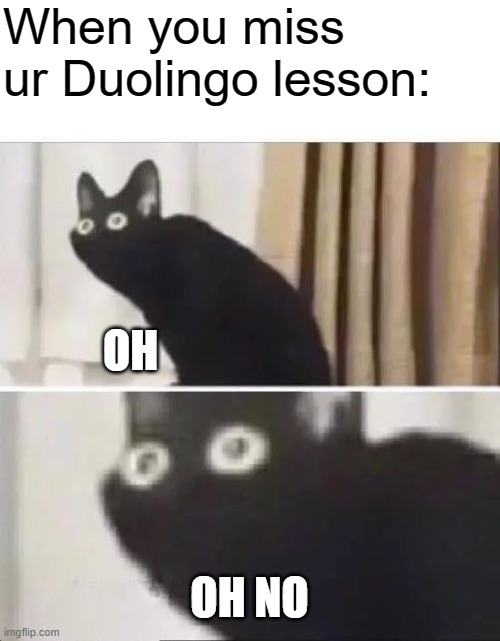 when you miss ur Duolingo lesson | When you miss ur Duolingo lesson:; OH; OH NO | image tagged in oh no black cat | made w/ Imgflip meme maker