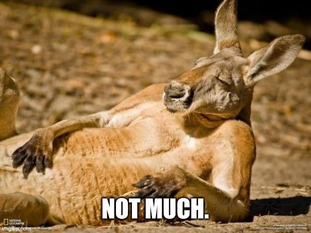 Chillin Kangaroo | NOT MUCH. | image tagged in chillin kangaroo | made w/ Imgflip meme maker