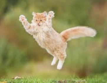 Cat jumping Blank Meme Template