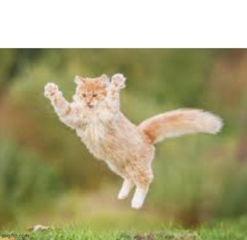 Cat jumping | image tagged in cat jumping,cats,funny,funny cats,memes,funny memes | made w/ Imgflip meme maker