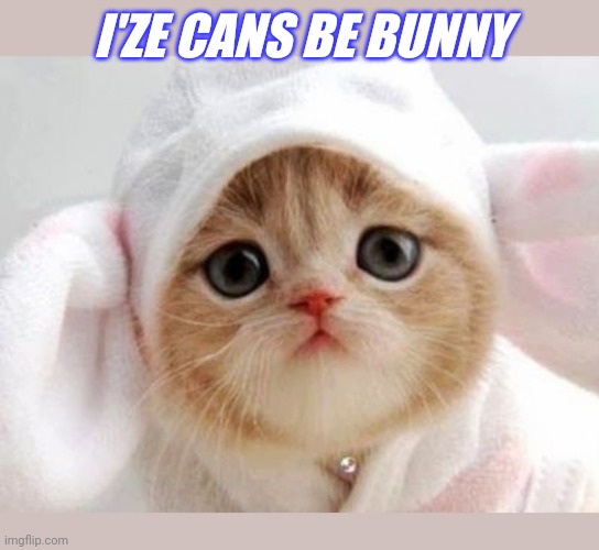 I'ZE CANS BE BUNNY | image tagged in cute kittens,bunnies | made w/ Imgflip meme maker