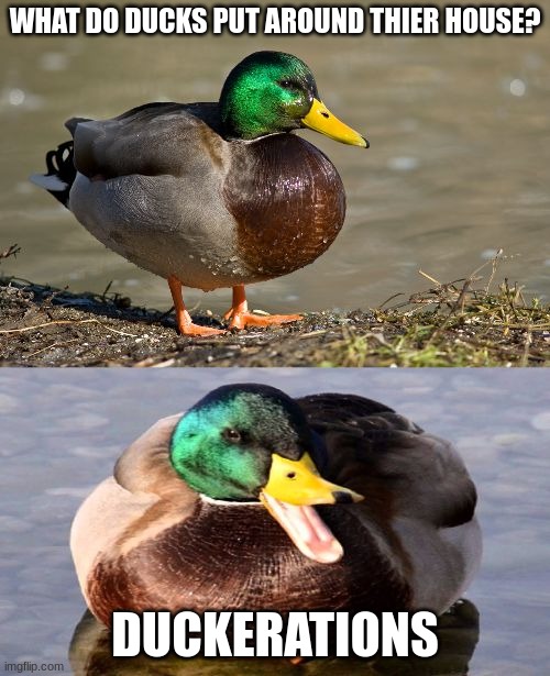 Idk if this is good or not | WHAT DO DUCKS PUT AROUND THIER HOUSE? DUCKERATIONS | image tagged in bad pun duck | made w/ Imgflip meme maker