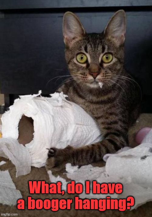 What, do I have a booger hanging? | image tagged in cats | made w/ Imgflip meme maker