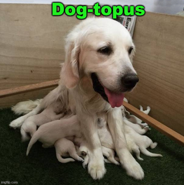 Dog-topus | image tagged in dogs | made w/ Imgflip meme maker