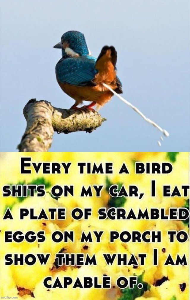 image tagged in bird pooping | made w/ Imgflip meme maker