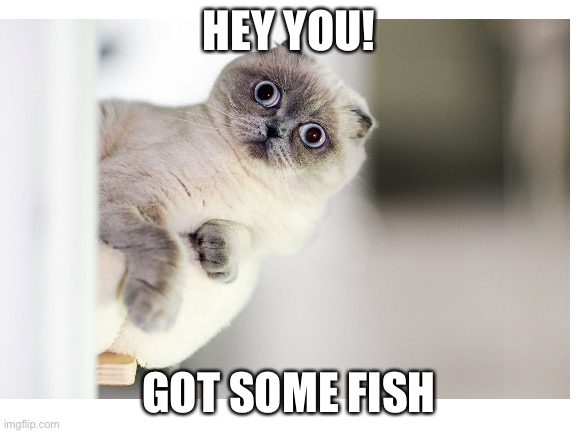 give this cat some fish pls :) | HEY YOU! GOT SOME FISH | image tagged in cat | made w/ Imgflip meme maker
