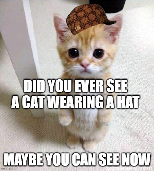 Cute Cat | DID YOU EVER SEE A CAT WEARING A HAT; MAYBE YOU CAN SEE NOW | image tagged in memes,cute cat | made w/ Imgflip meme maker