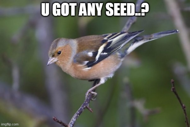 U GOT ANY SEED..? | image tagged in bird,chaffinch | made w/ Imgflip meme maker