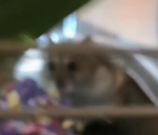 High Quality Hamster Stare Blank Meme Template