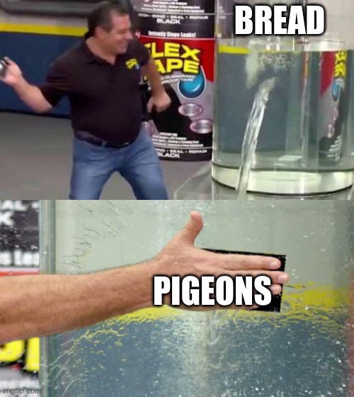 Flex Tape | BREAD; PIGEONS | image tagged in flex tape | made w/ Imgflip meme maker