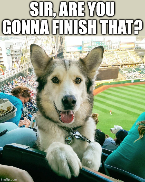 SIR, ARE YOU GONNA FINISH THAT? | image tagged in dogs | made w/ Imgflip meme maker