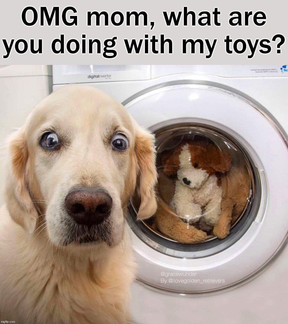 OMG mom, what are you doing with my toys? | image tagged in dogs | made w/ Imgflip meme maker